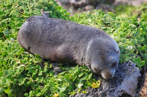 Sleeping baby New Zealand fur seal