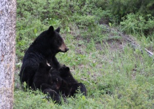 Feeding the baby bears