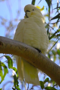 Cockatoo 