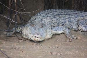 Kalibatangan crocodile 