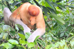 Male proboscis monkey 