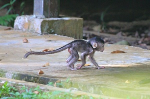 Baby macaque