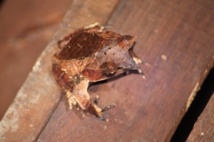 Horn frog